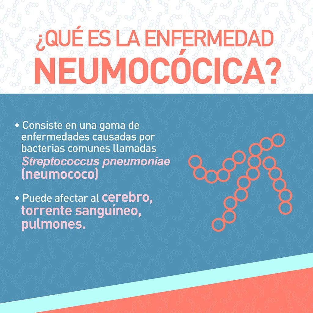 Infografía que es la enfermedad neumococica