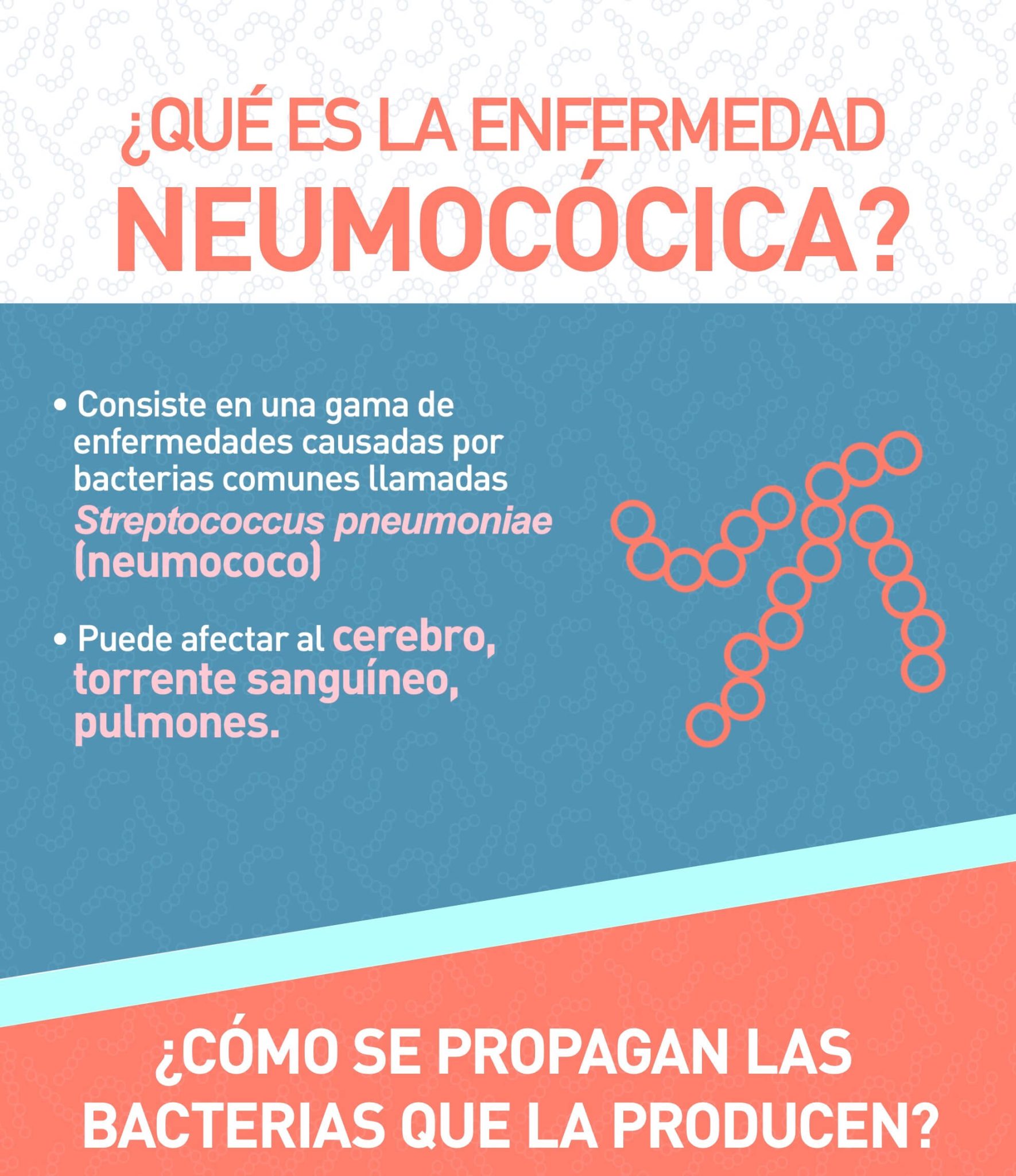 ¿Qué es la Enfermedad Neumocócica? 1